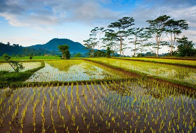 Villa Mandala Jasri Ngoại thất bức ảnh